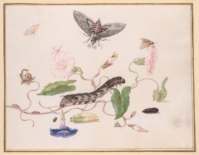 Convolvulus and Metamorphosis of the Convolvulus Hawk Moth by Maria Sibylla Merian