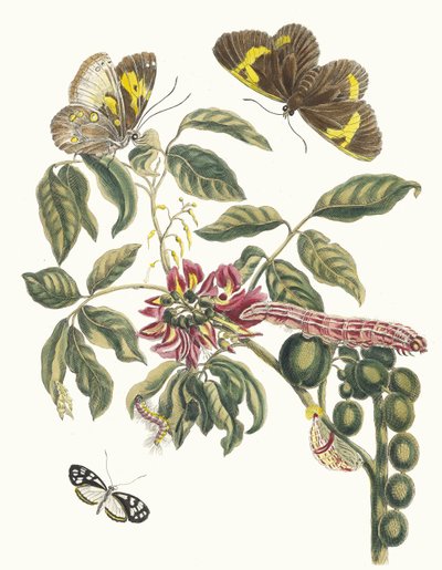 Coronilla Americana Arborescens. From the Book Metamorphosis insectorum Surinamensium, 1705 by Maria Sibylla Merian