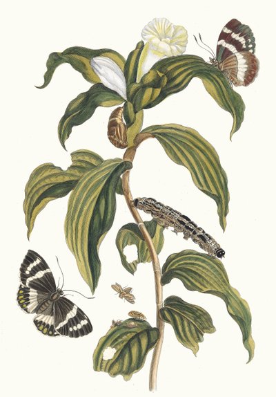 Costus Arabicus from the Book Metamorphosis Insectorum Surinamensium by Maria Sibylla Merian