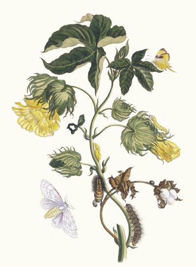 Cotonier. From the Book Metamorphosis insectorum Surinamensium by Maria Sibylla Merian