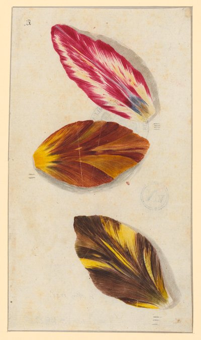 Single Tulip Petals by Maria Sibylla Merian
