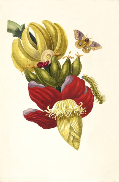 From the Book Metamorphosis insectorum Surinamensium, 1705 by Maria Sibylla Merian