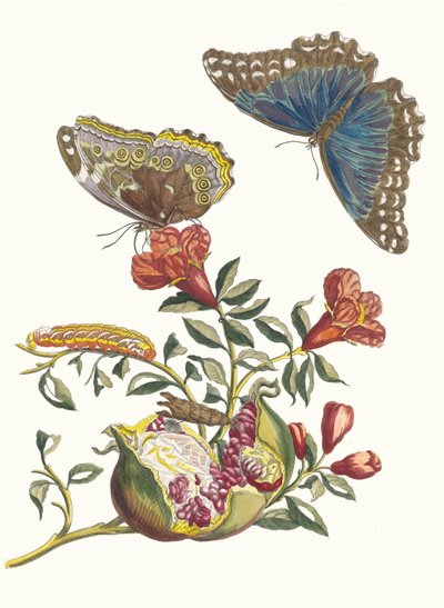Grenadier. From the Book Metamorphosis insectorum Surinamensium by Maria Sibylla Merian