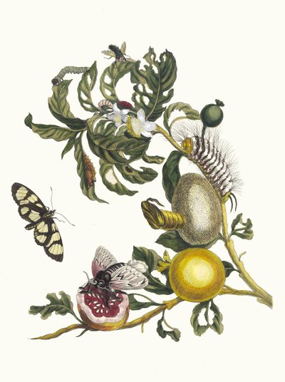 Guajaves. From the Book Metamorphosis insectorum Surinamensium by Maria Sibylla Merian