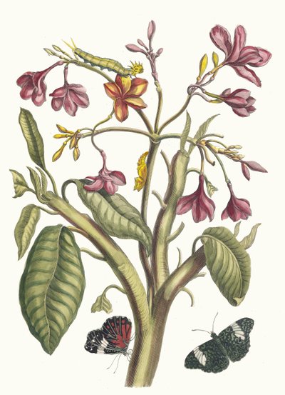Jasmin des Indes, from the Book Metamorphosis Insectorum Surinamensium, 1705 by Maria Sibylla Merian
