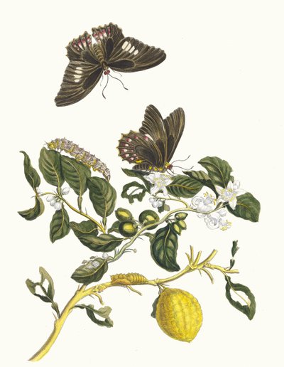 Limonier. From the Book Metamorphosis insectorum Surinamensium by Maria Sibylla Merian