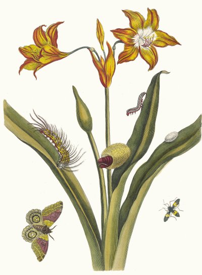 Lis Rouge. From the Book Metamorphosis insectorum Surinamensium by Maria Sibylla Merian