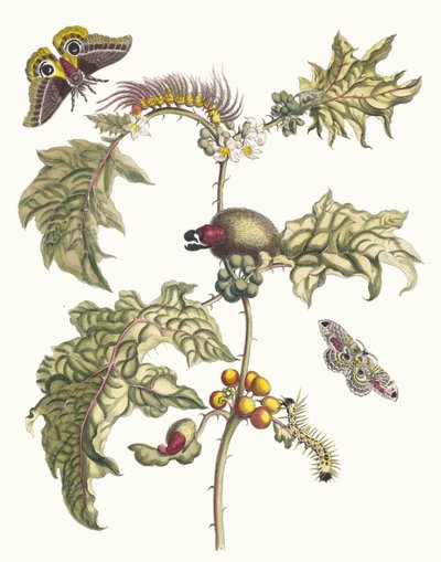 Maccai. From the Book Metamorphosis insectorum Surinamensium, 1705 by Maria Sibylla Merian