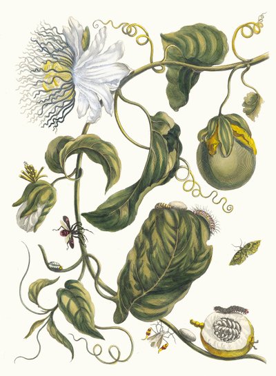 Marquiaas, from the Book Metamorphosis Insectorum Surinamensium by Maria Sibylla Merian