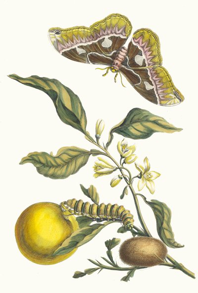 Oranger. From the Book Metamorphosis insectorum Surinamensium, 1705 by Maria Sibylla Merian