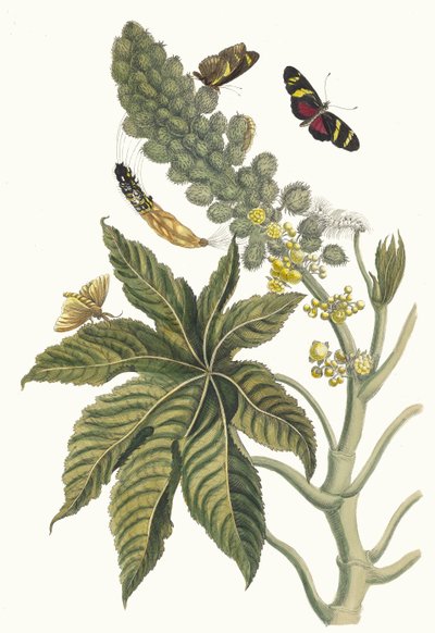 Palma Christi. From the Book Metamorphosis insectorum Surinamensium by Maria Sibylla Merian