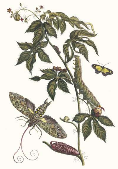 Ricinus d
