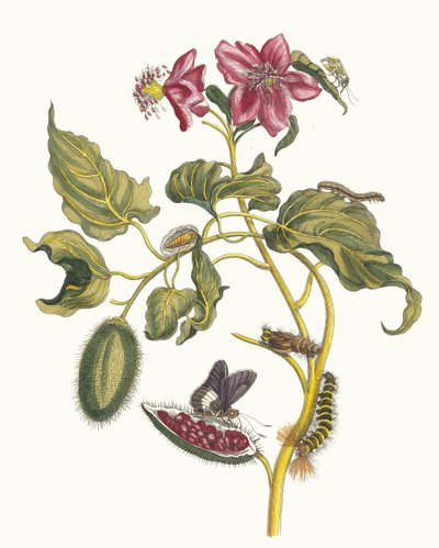 Rocu from the Book Metamorphosis Insectorum Surinamensium by Maria Sibylla Merian
