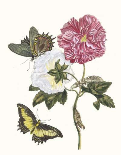 Rosier. From the Book Metamorphosis insectorum Surinamensium by Maria Sibylla Merian
