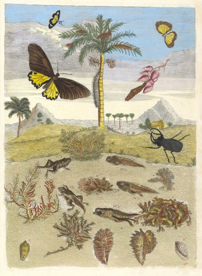 Stag beetle, Amphibians, and Palm trees. From the Book Metamorphosis insectorum by Maria Sibylla Merian