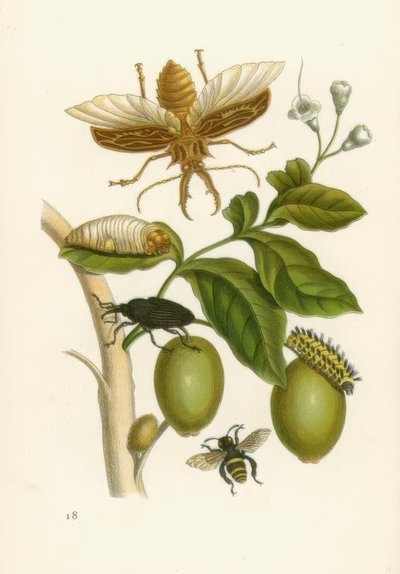 Tabroubabaum, Beetle ... / M.S. Merian by Maria Sibylla Merian