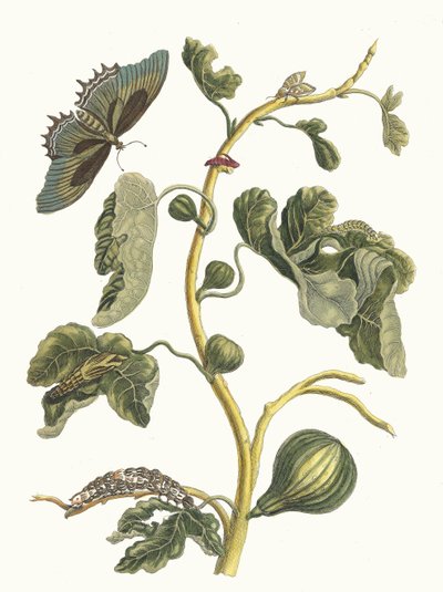 White Guava (from the Book Metamorphosis insectorum Surinamensium, 1705) by Maria Sibylla Merian