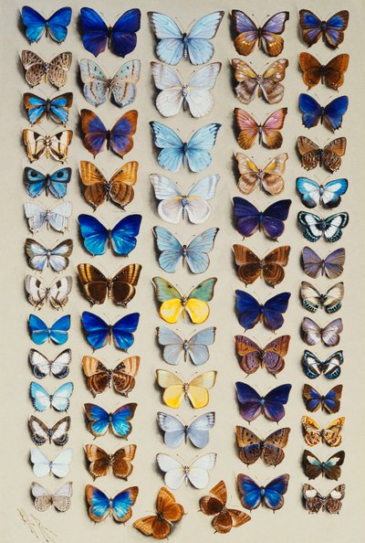 A packed plate of sixty-two butterflies, in five columns, mostly representing some of the larger members of the Lycaenidae by Marian Ellis Rowan