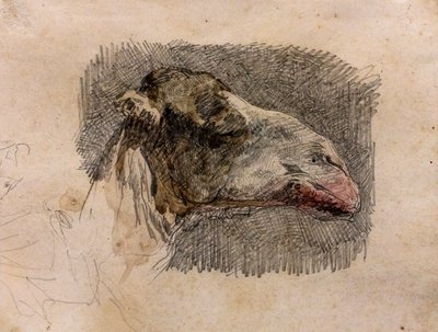 Camel
