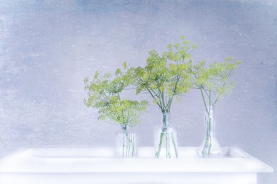 Fresh Dill In Glass Vases by Marie-anne Stas