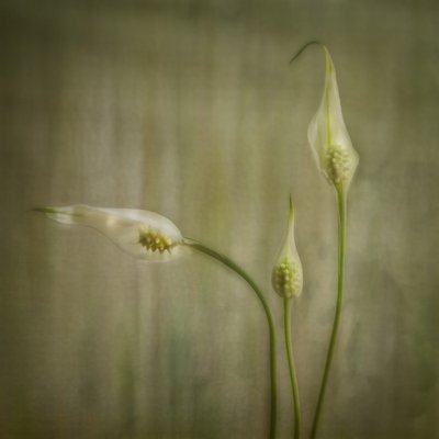 Serene Lily Blooms by Marie-anne Stas