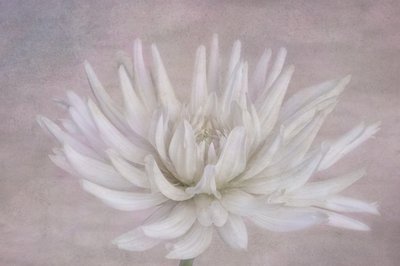 Soft White Dahlia by Marie-anne Stas