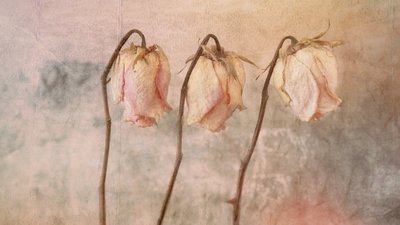 Three Faded Roses by Marie-anne Stas
