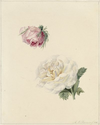 Studies of a Pink and a White Rose by Marie Louise Praetorius