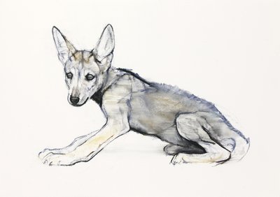 Adolescent Arabian Wolf Pup by Mark Adlington
