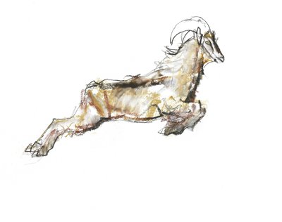 Arabian Tahr, 2009 by Mark Adlington