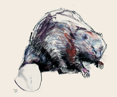 Castor Fiber by Mark Adlington
