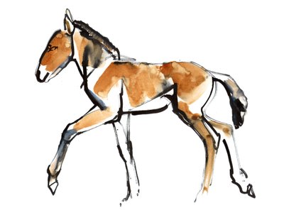 Colt (Przewalski), 2013 by Mark Adlington
