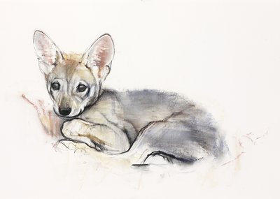 Curled Arabian Wolf Pup by Mark Adlington
