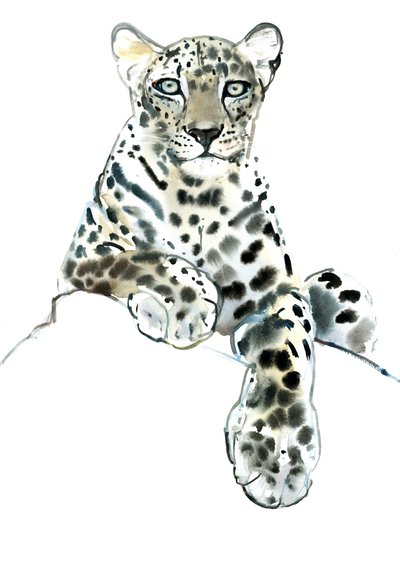 Direct (Arabian Leopard) by Mark Adlington