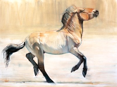 Equus (Przewalski) by Mark Adlington