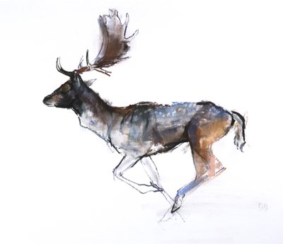 Evening Buck (Fallow deer) by Mark Adlington