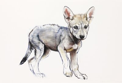 Hesitating Arabian Wolf Pup (2009) by Mark Adlington