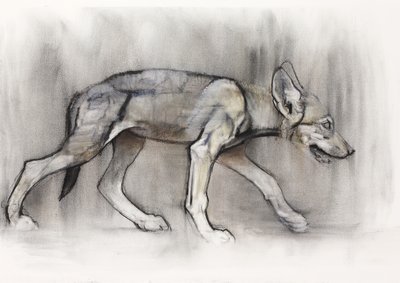 Lean Pup (Arabian Wolf), 2009 by Mark Adlington