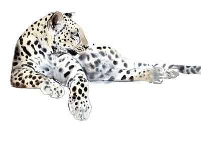 Long (Arabian Leopard) by Mark Adlington
