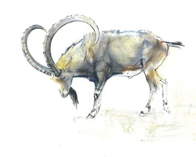 Nubian Ibex by Mark Adlington