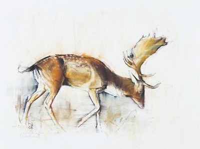 Pisanello Buck, 2006 by Mark Adlington