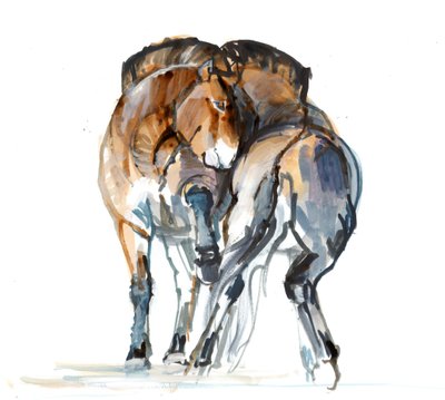 Power Dance (Przewalski) by Mark Adlington
