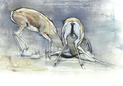 Sand Gazelles by Mark Adlington