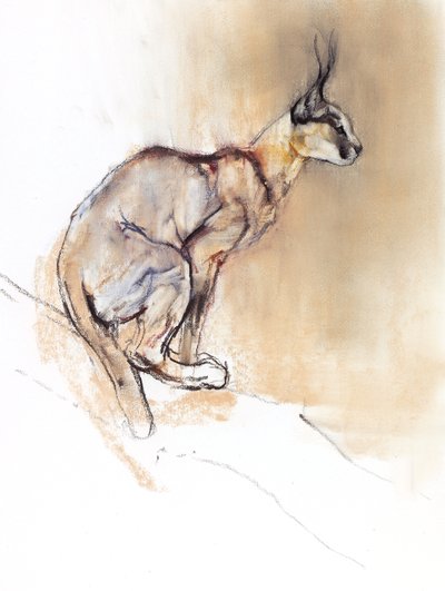 Seated Caracal, 2009 by Mark Adlington