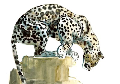 Spine (Arabian Leopard) by Mark Adlington
