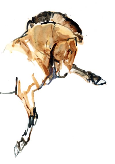 Stallion (Przewalski) by Mark Adlington