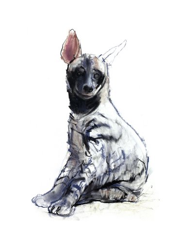 Striped Hyaena Pup (seated) by Mark Adlington
