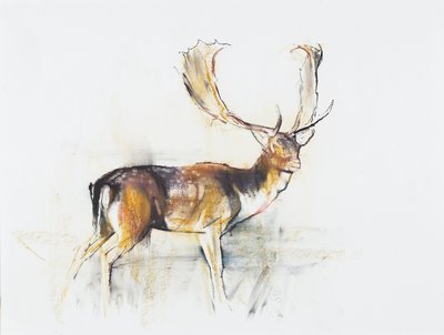 Study of a Stag by Mark Adlington