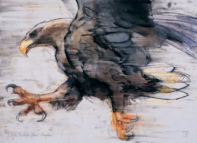 Talons - White tailed Sea Eagle by Mark Adlington