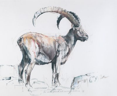 Venerando Stambecco, 2006 by Mark Adlington